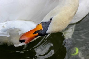 Sessiz kuğu Cygnus Olor 'un yakın çekimi kendini hazırlıyor.