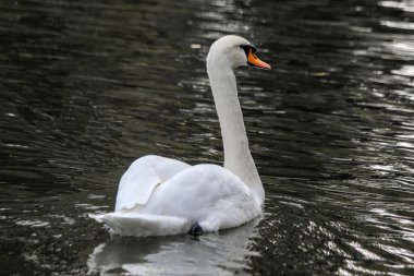 Parktaki göletin su yüzeyindeki dilsiz kuğu Cygnus renginde.