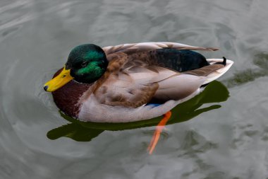 Bir erkek yaban ördeği - Anas Platyrhynchos - suyun yüzeyinde