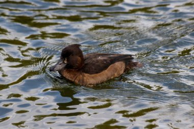 Dişi bir ördek - Aythya fuligula - suyun yüzeyinde.