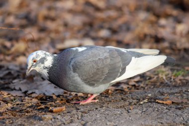 Yaygın bir güvercin - Columba livya- kısmen beyaz tüylerin renk değişimine sahip