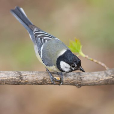 The Great Tit - Parus major - holding the sunflower seed atop a tree branch