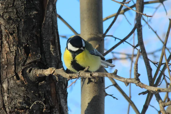 Grand Mésange Parus Major Perché Sur Une Branche Arbre — Photo