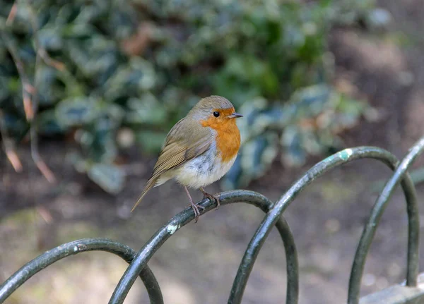 Robin Roodborst Erithacus Rubecula Neergestreken Een Metalen Hek — Stockfoto