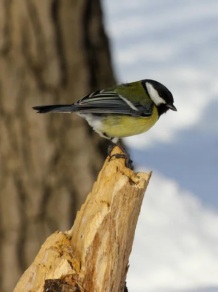 Grand Mésange Parus Major Perché Sur Une Souche Arbre — Photo