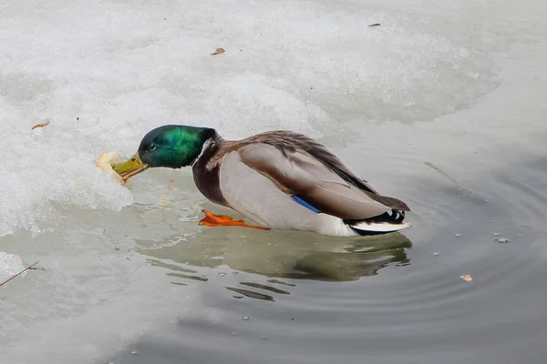 Male Mallard Anas Platyrhynchos Eating Bread Ice Water Surface Winter — Stock Photo, Image