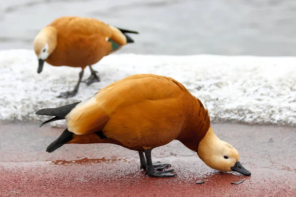 Ruddy shelduck - Tadorna ferruginea - ıslak asfalt üzerinde duruyor ve su içiyor.