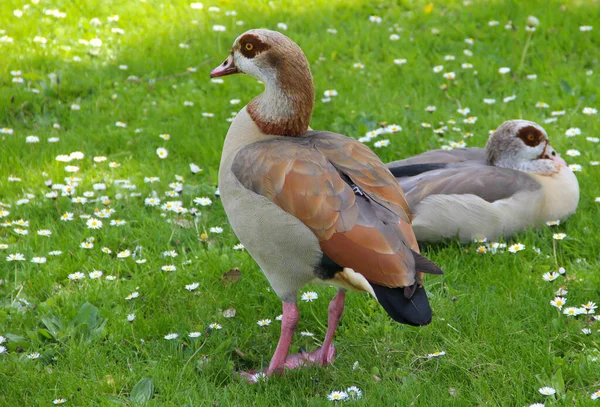 Ägyptische Gans Alopochen Aegyptiaca Auf Dem Gras Einem Park — Stockfoto