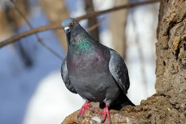 Una Paloma Común Columba Livia Sentada Árbol Invierno — Foto de Stock