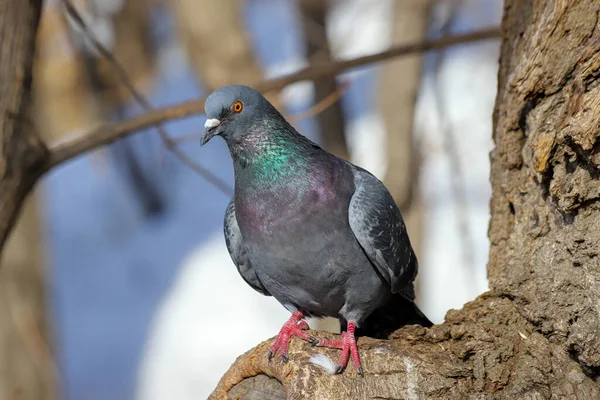 Pombo Comum Columba Livia Sentado Uma Árvore Inverno — Fotografia de Stock