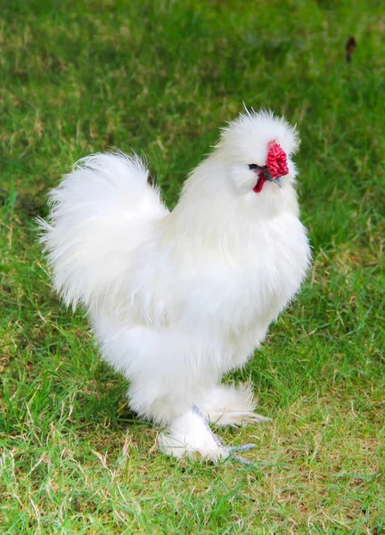 Una Gallina Blanca Sedosa Hierba — Foto de Stock