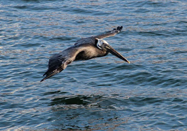水面を飛んでいる茶色のペリカン — ストック写真
