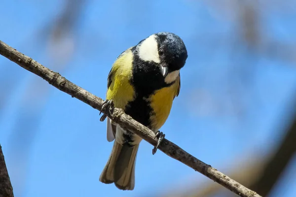 Grand Mésange Parus Major Perché Sur Une Branche Arbre — Photo