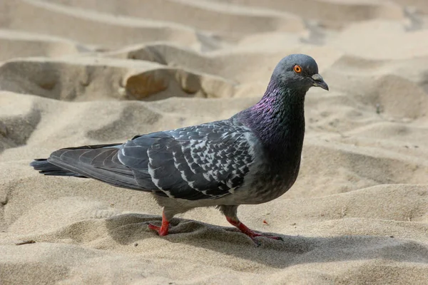 Una Paloma Común Columba Livia Arena — Foto de Stock