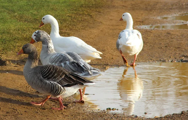 Anlaşmazlık. Dört kaz - üç tanesi sıraya dizilmiş ve biri farklı yöne gidiyor - kendi yolunu seçen biri için bir kinaye olarak..
