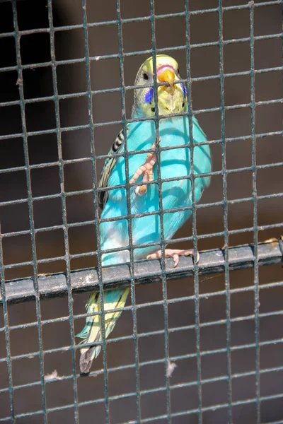 Budgerigar Melopsittacus Undulatus Cage — Stock Photo, Image