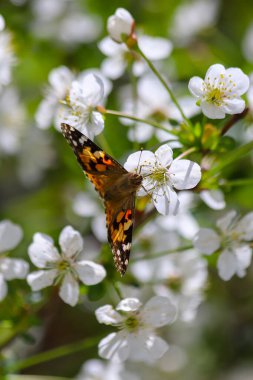 Boyalı bayan kelebek Vanessa Cardui bahar aylarında beyaz bir çiçeğin nektarına ulaşmak için hortumunu kullanıyor.