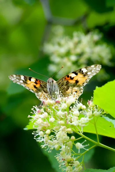 Die Bemalte Schmetterlingsdame Vanessa Cardui Erreicht Mit Ihrem Verlängerten Rüssel — Stockfoto