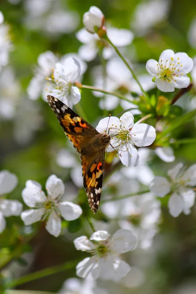 Mariposa Dama Pintada Vanessa Cardui Usando Probóscide Para Alcanzar Néctar — Foto de Stock