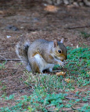 Doğu gri sincap - Sciurus carolinensis - İngiliz cevizi yiyor.