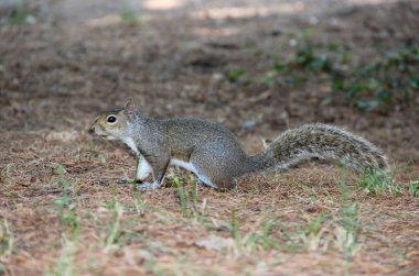 Doğu gri sincabı Sciurus carolinensis 'in yan görüntüsü