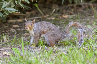 Doğu gri sincabı Sciurus carolinensis 'in yan görüntüsü