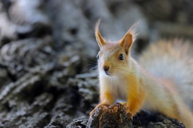Avrasya kırmızı sincabı Sciurus vulgaris 'in yakın çekimi.