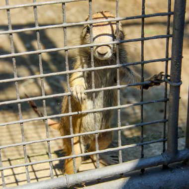 Bir çayır köpeği - Cynomy 'ler - bir kafeste