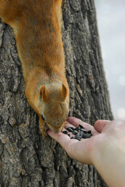 Νεαρός Ευρασιατικός Κόκκινος Σκίουρος Sciurus Vulgaris Τρώει Από Ανθρώπινο Χέρι — Φωτογραφία Αρχείου