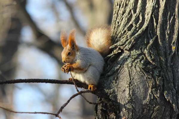 Esquilo Vermelho Eurasiano Sciurus Vulgaris Casaco Inverno Cinzento Sentado Num — Fotografia de Stock