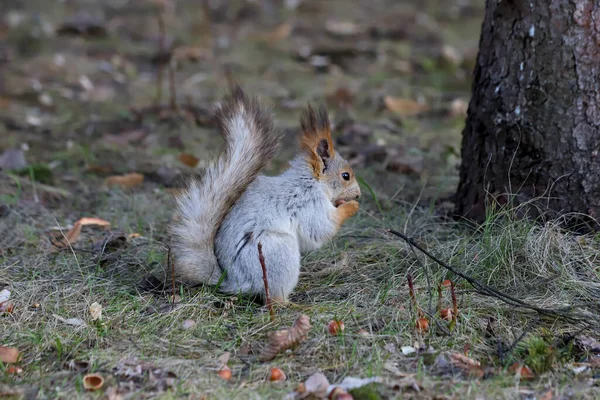 Avrasya kızıl sincabı Sciurus vulgaris 'in profili. Gri kışlık ceketli, fındık yiyen.