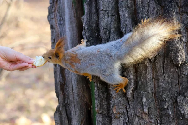 Avrasya kırmızı sincabı, Sciurus vulgaris, mevsimsel döküntünün ilk aşamasında gri kışlıktan kırmızı yaz kürküne kadar insan elinden ekmek yiyor.