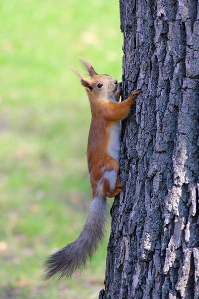 ユーラシアの赤いリス Sciurus Valgaris 灰色の冬のコートから赤い夏のコートクライミングツリーへの季節の流出 — ストック写真