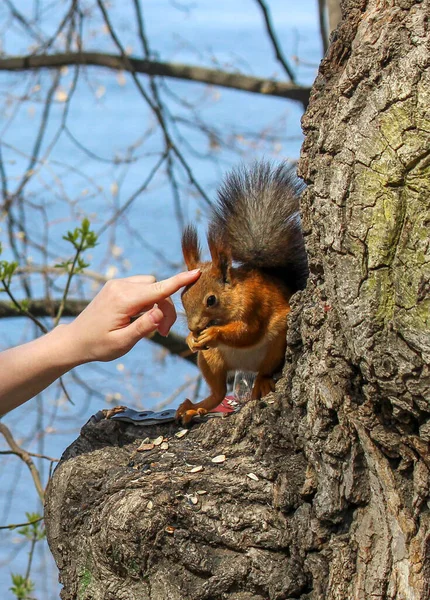 Ein Eurasisches Rotes Eichhörnchen Sciurus Vulgaris Streichelte Mit Einem Finger — Stockfoto