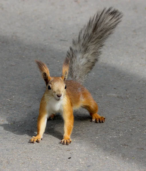 Uno Scoiattolo Rosso Eurasiatico Sciurus Vulgaris Nella Fase Finale Dello — Foto Stock