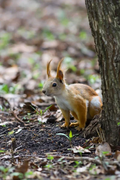 Ein Eurasisches Rotes Eichhörnchen Sciurus Vulgaris Saisonalen Versteck Vom Grauen — Stockfoto