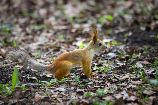 Vue Latérale Écureuil Roux Eurasie Sciurus Vulgaris Excrétion Saisonnière Manteau — Photo