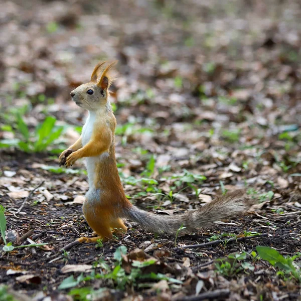 유라시아붉은 다람쥐 우루스 독수리 코트를 계절에 뒷다리 외투를 벗는다 — 스톡 사진
