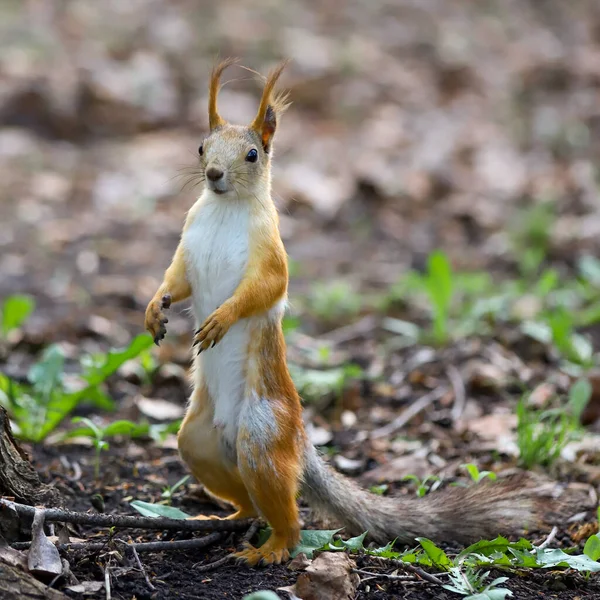 Uno Scoiattolo Rosso Eurasiatico Sciurus Vulgaris Cappotto Invernale Grigio Cappotto — Foto Stock