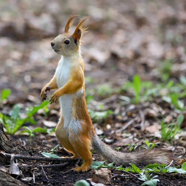 ユーラシアの赤いリス Sciurus Valgaris 灰色の冬のコートから足の後ろに立つ赤い夏のコートへの季節の流し — ストック写真