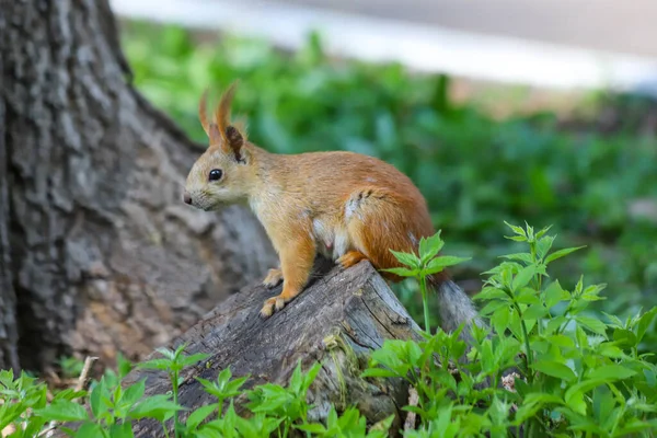 Ein Eurasisches Rotes Eichhörnchen Sciurus Vulgaris Saisonalen Auswurf Vom Grauen — Stockfoto