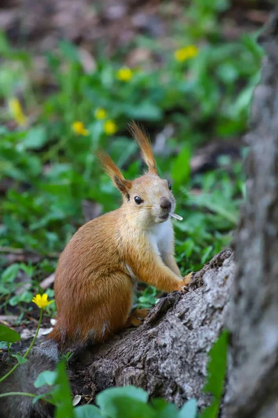 Ein Eurasisches Rotes Eichhörnchen Sciurus Vulgaris Saisonalen Auswurf Vom Grauen — Stockfoto