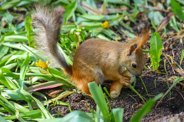 Ardilla Roja Eurasiática Sciurus Vulgaris Etapa Final Del Derramamiento Estacional —  Fotos de Stock