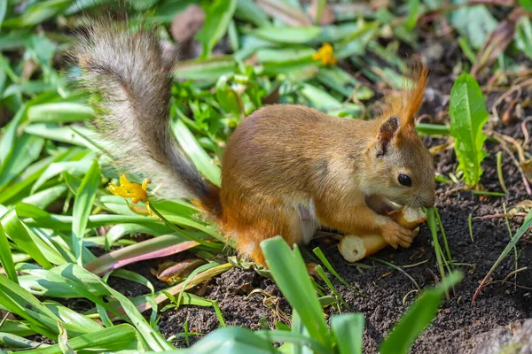 Ardilla Roja Eurasiática Sciurus Vulgaris Etapa Final Del Derramamiento Estacional —  Fotos de Stock