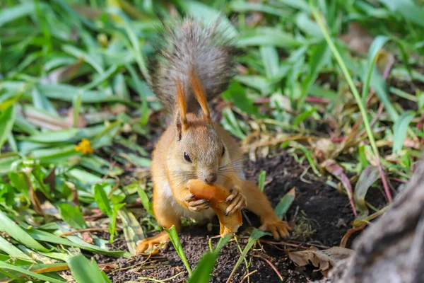 Ardilla Roja Eurasiática Sciurus Vulgaris Etapa Final Del Derramamiento Estacional — Foto de Stock