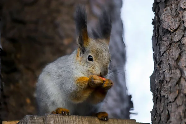 Avrasya kırmızı sincabı - Sciurus vulgaris - gri kışlık paltosuyla kuş yemliği çatısında oturuyor ve bir şeyler yiyor.