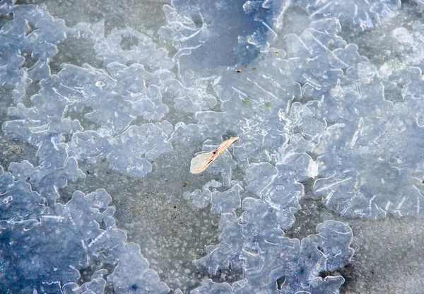 Una Pozzanghera Congelata Con Seme Alato Ricoperto Ghiaccio — Foto Stock
