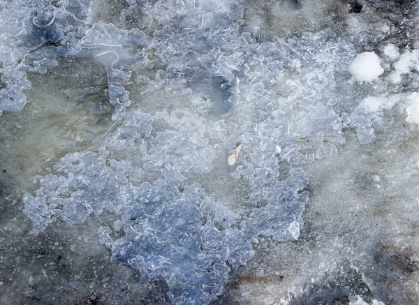 Charco Congelado Con Una Semilla Alada Cubierta Hielo —  Fotos de Stock