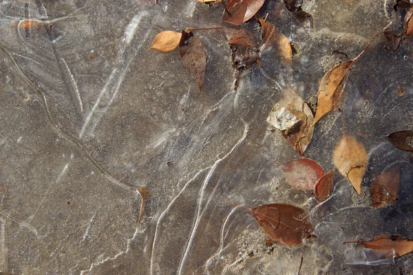 Uma Poça Congelada Com Folhas Caídas Laranja Secas Parcialmente Cobertas — Fotografia de Stock