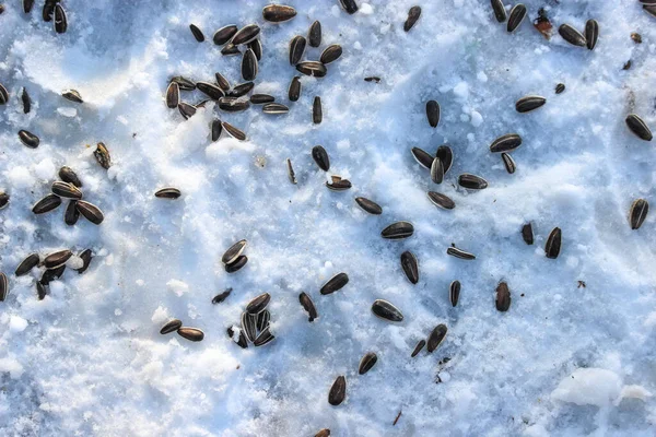 Arkaplan olarak kar üzerinde ayçekirdeği soymak